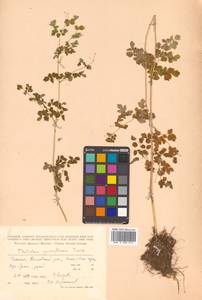 Thalictrum sparsiflorum Turcz. ex Fisch. & C. A. Mey., Siberia, Russian Far East (S6) (Russia)