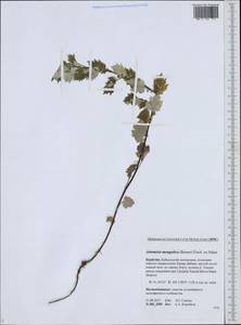 Artemisia mongolica (Fisch. ex Besser) Nakai, Siberia, Baikal & Transbaikal region (S4) (Russia)