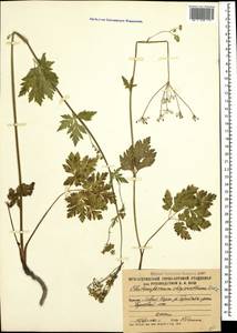 Eleutherospermum cicutarium (M. Bieb.) Boiss., Caucasus, South Ossetia (K4b) (South Ossetia)