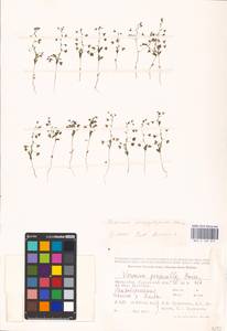 MHA 0 160 017, Veronica campylopoda Boiss., Middle Asia, Caspian Ustyurt & Northern Aralia (M8) (Kazakhstan)