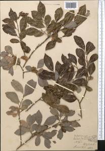 Salix iliensis Regel, Middle Asia, Northern & Central Tian Shan (M4) (Kazakhstan)