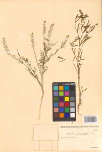 Lepidium ruderale L., Eastern Europe, Lower Volga region (E9) (Russia)