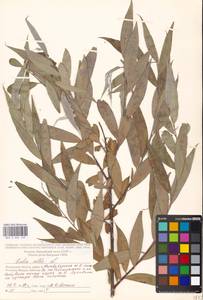 Salix alba L., Eastern Europe, Moscow region (E4a) (Russia)