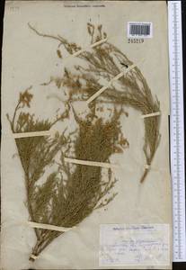 Tamarix gracilis Willd., Middle Asia, Northern & Central Kazakhstan (M10) (Kazakhstan)