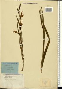 Gladiolus communis L., Crimea (KRYM) (Russia)