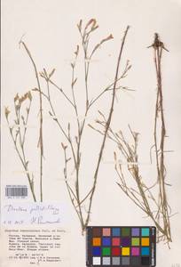 Dianthus pallens M.Bieb., Eastern Europe, Lower Volga region (E9) (Russia)