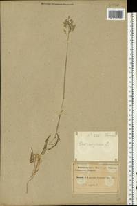 Poa alpina L., Eastern Europe, Northern region (E1) (Russia)