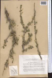 Zygophyllum gontscharovii Boriss., Middle Asia, Pamir & Pamiro-Alai (M2) (Tajikistan)
