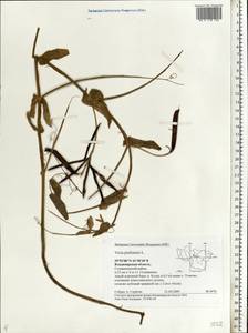 Vicia pisiformis L., Eastern Europe, Central region (E4) (Russia)