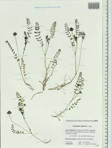 Astragalus alpinus, Siberia, Baikal & Transbaikal region (S4) (Russia)