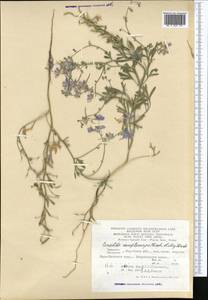 Delphinium camptocarpum Fisch. & C. A. Mey., Middle Asia, Karakum (M6) (Turkmenistan)