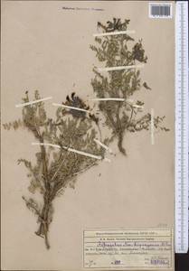 Astragalus neolipskyanus Popov, Middle Asia, Western Tian Shan & Karatau (M3) (Kazakhstan)
