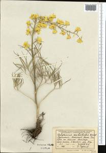 Delphinium semibarbatum Bien. ex Boiss., Middle Asia, Kopet Dag, Badkhyz, Small & Great Balkhan (M1) (Turkmenistan)