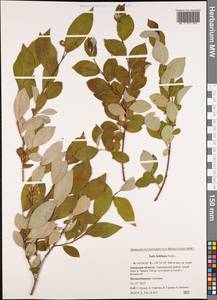 Salix bebbiana Sarg., Siberia, Russian Far East (S6) (Russia)