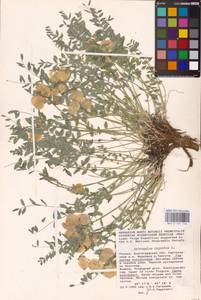 Astragalus physodes L., Eastern Europe, Lower Volga region (E9) (Russia)