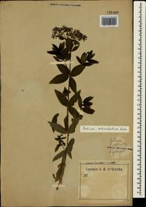 Galium rubioides L., Crimea (KRYM) (Russia)