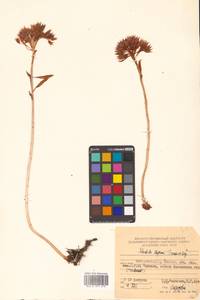 Rhodiola stephani (Cham.) Trautv. & Mey., Siberia, Russian Far East (S6) (Russia)