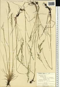 Festuca rubra L., Eastern Europe, West Ukrainian region (E13) (Ukraine)