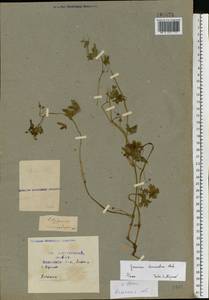 Geranium divaricatum Ehrh., Eastern Europe, Central region (E4) (Russia)