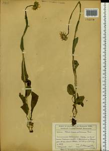 Doronicum altaicum Pall., Siberia, Altai & Sayany Mountains (S2) (Russia)