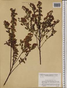 Spiraea dahurica (Rupr.) Maxim., Siberia, Baikal & Transbaikal region (S4) (Russia)