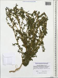 Amaranthus blitoides S. Watson, Caucasus, Azerbaijan (K6) (Azerbaijan)