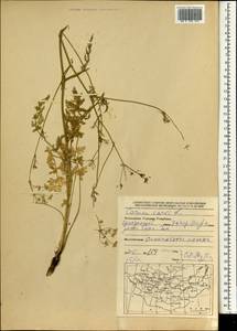 Carum carvi L., Mongolia (MONG) (Mongolia)