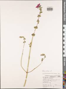 Salvia sclarea L., Eastern Europe, Central region (E4) (Russia)
