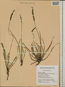 Plantago maritima L., Eastern Europe, Lower Volga region (E9) (Russia)