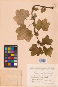 Malva verticillata L., Eastern Europe, Central forest-and-steppe region (E6) (Russia)