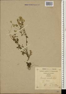 Senecio vernalis Waldst. & Kit., Caucasus, Georgia (K4) (Georgia)