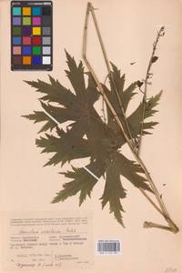 Aconitum septentrionale Koelle, Eastern Europe, Western region (E3) (Russia)