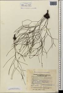 Limoniopsis owerinii (Boiss.) Lincz., Caucasus, Dagestan (K2) (Russia)