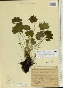 Alchemilla hebescens Juz., Eastern Europe, Middle Volga region (E8) (Russia)