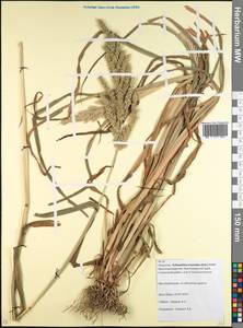 Echinochloa oryzoides (Ard.) Fritsch, Caucasus, Krasnodar Krai & Adygea (K1a) (Russia)