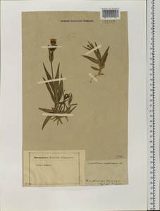 Dichodon maximum (L.) Á. Löve & D. Löve, Siberia, Western Siberia (S1) (Russia)