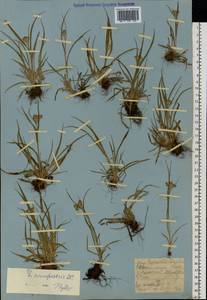 Luzula multiflora (Ehrh.) Lej., Eastern Europe, Moscow region (E4a) (Russia)