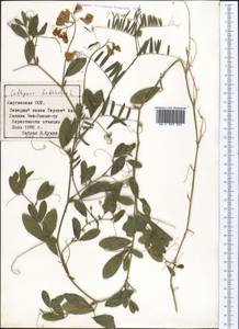 Lathyrus tuberosus L., Middle Asia, Northern & Central Tian Shan (M4) (Kyrgyzstan)