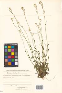 Draba hirta L., Siberia, Chukotka & Kamchatka (S7) (Russia)