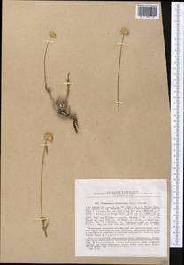 Trichanthemis karataviensis Regel & Schmalh., Middle Asia, Dzungarian Alatau & Tarbagatai (M5) (Kazakhstan)