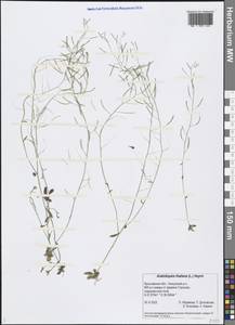 Arabidopsis thaliana (L.) Heynh., Eastern Europe, Central forest region (E5) (Russia)