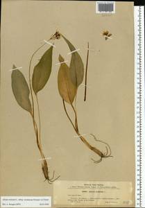 Allium ursinum L., Eastern Europe, Central region (E4) (Russia)