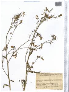 Boraginaceae, Middle Asia, Western Tian Shan & Karatau (M3) (Tajikistan)