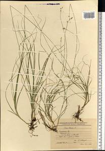 Carex loliacea L., Eastern Europe, Central region (E4) (Russia)