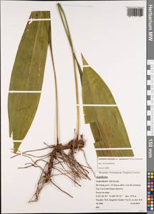 Aspidistra subrotata Y.Wan & C.C.Huang, South Asia, South Asia (Asia outside ex-Soviet states and Mongolia) (ASIA) (Vietnam)