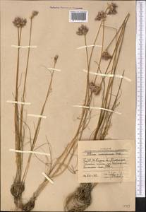Allium inconspicuum Vved., Middle Asia, Western Tian Shan & Karatau (M3) (Uzbekistan)