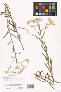 Achillea ptarmica L., Eastern Europe, Central region (E4) (Russia)