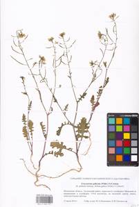 Erucastrum gallicum (Willd.) O. E. Schulz, Eastern Europe, Moscow region (E4a) (Russia)