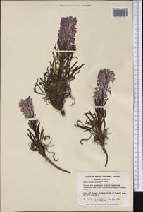 Pedicularis lanata Willd. ex Cham. & Schltdl., America (AMER) (Canada)