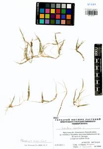 Eleocharis acicularis (L.) Roem. & Schult., Siberia, Baikal & Transbaikal region (S4) (Russia)